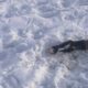 Задымление и останки животных выявили на свалках Аксыйского района -