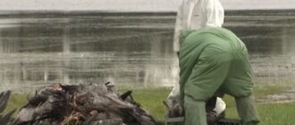 В Германии из-за птичьего гриппа забили 400 тысяч голов домашней птицы -