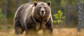 из интернета